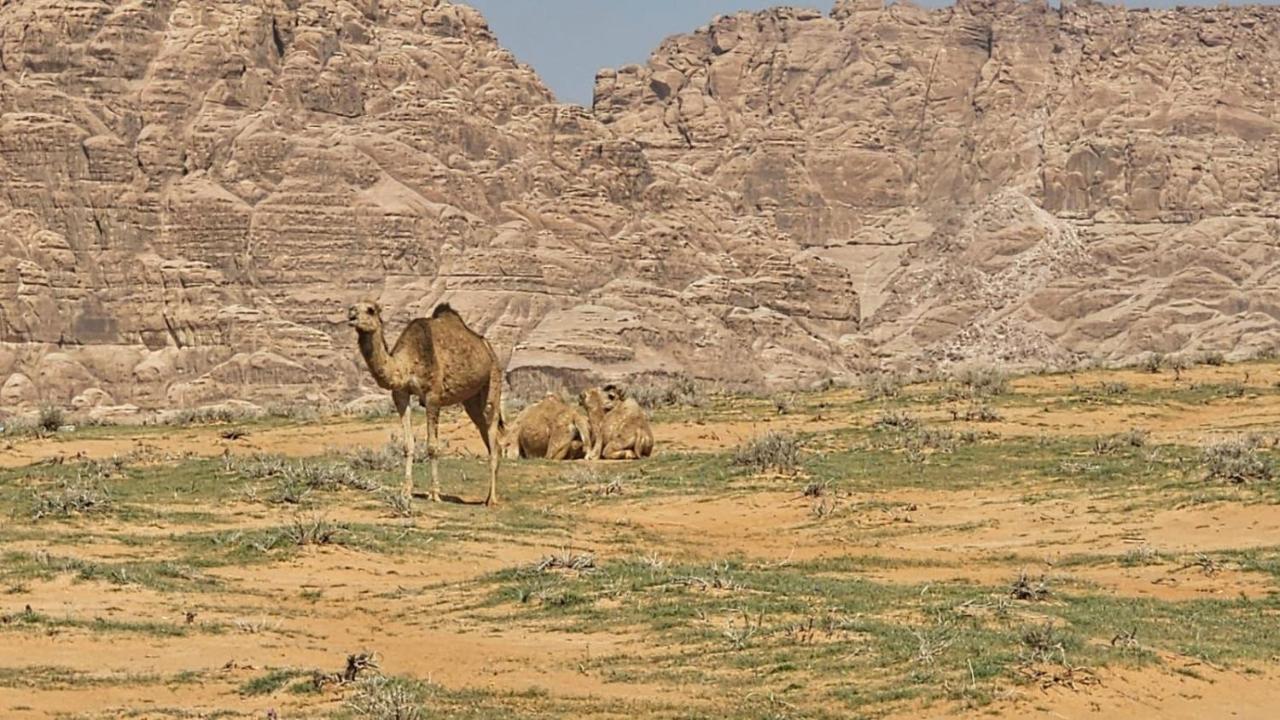 Tamim Luxury Wadi Rum Camp Extérieur photo